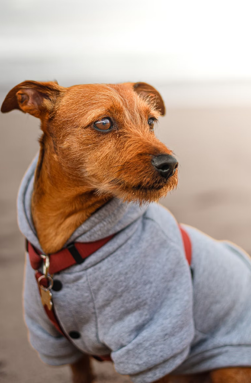Pet Lovers Digest