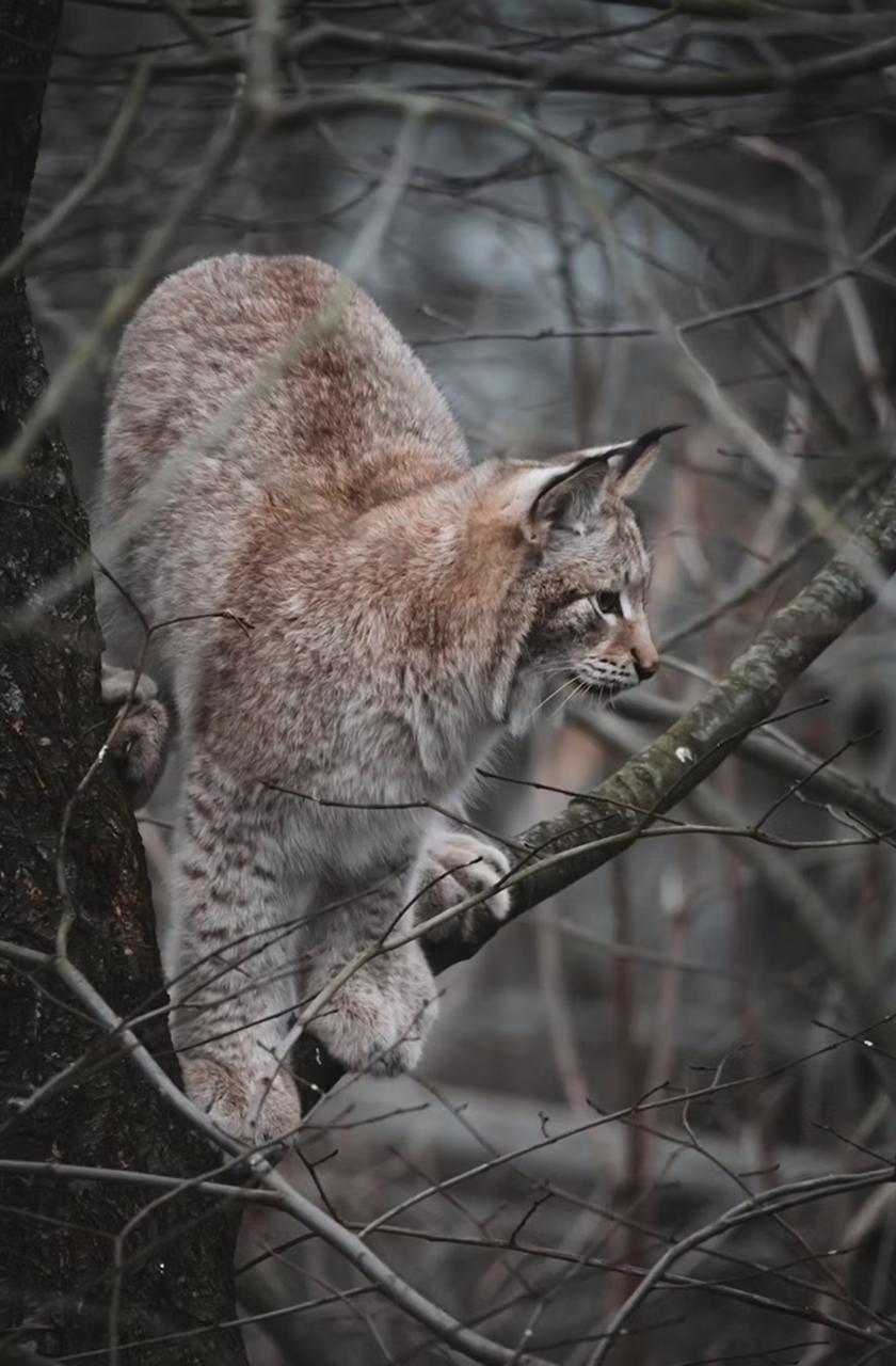 Wildlife Watch